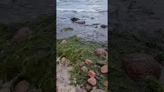 #капуста