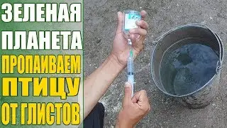 Пропаиваем птицу от глистов день 30 препарат левамизол плюс 10%