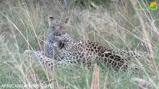 Leopard cub and mum playing, Moremi Game Reserve, Botswana