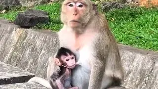 Adorable | Baby Monkey Very Hungry Hug Mom Monkey Drink Sweet Milk