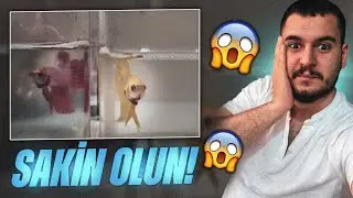 beta balıkları birbirine  GİRECEK