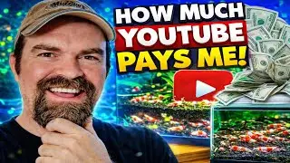 How Much YouTube Pays Me To Play With Shrimp