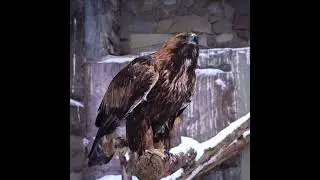 БЕРКУТ МОСкОВСКИЙ ЗООПАРК 🦅BERKUT MOSCOW ZOO 🦅