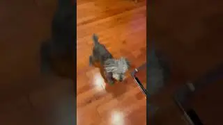 Excited doggy