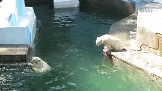 Одна сестрёнка плавает и играет, другая не решается прыгнуть в воду 19.06.2023