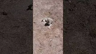 Соседский котЯшкин