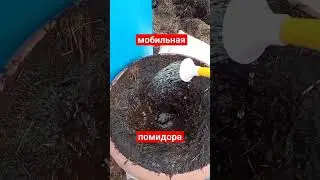 томат домашний. сад и огород.