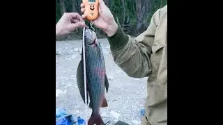 Хариус 850 гр на крючке под водой