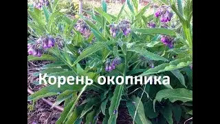 Заготовка корней окопника, личный опыт.