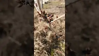 ЦВЕТОЧНЫЕ ПОЧКИ НА ЧЕРЕШНЕ 