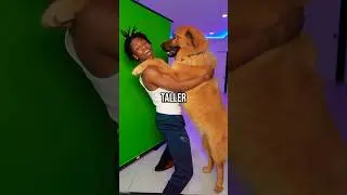 Rakai Is Shocked After Realising His Dog Scooby Is As Tall As Him! 😂😭