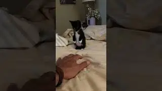CUTEST thing I’ve Ever SEEN!! So SWEET! 🥹 🐱❤️ #catvideos #cutestcats #adorablekitties #tuxedocat