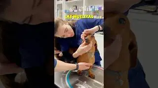 Ay NO‼️Mis MUELITAS 🦷😱 