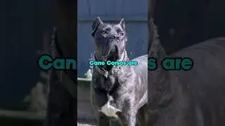 Dogs The Require A Strong Leader 
