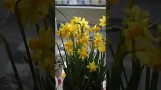 Цветы улыбаются