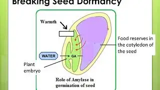Y12 Biology SM Lesson 3 Gibberellins, Abscisic Acid, Ethene and Commercial Uses of Plant Hormones