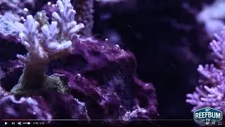 How I Beat Cyano