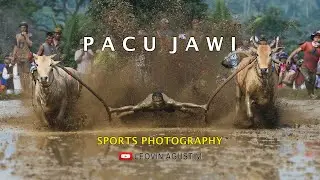 Pacu Jawi - Traditional Extreme Sport - Minang Kabau - SPORT PHOTOGRAPHY