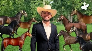 Esta raza de caballo, tienen más valor que muchas casas y carros lujosos, cuál es la razón?