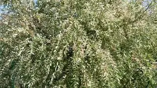 Ива на ветру