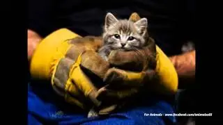 Heartwarming Animal Rescues
