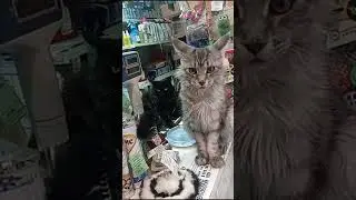 Дело не в курьере