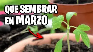 Que sembrar en MARZO 🌱 Calendario de Siembra 2023 | La Huerta de Ivan