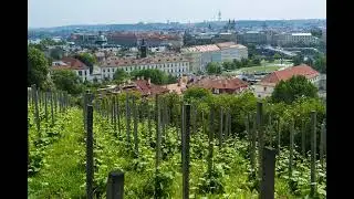 Get to Know Czech Wine Culture