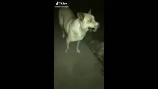 Dog holding sword with zacian and zamazenta theme
