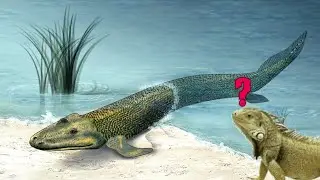 (tentando) explicar a evolução