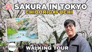 Japan 2024 : Cherry Blossom Festival at Chidorigafuchi Park Tokyo | Walking Tour