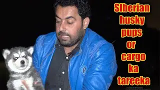 husky pups cargo karachi se ismlambad (Asad Brohi vlog)
