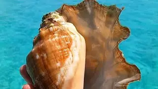 Красное море,подводный мир. сентябрь 2024.