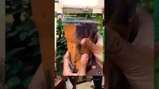 Trending CRACKING CHOCOLATE DRINK 🍫| #thevoguetraveller #shorts #asmr #trending #tamil #music #song