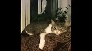 Кошачий блюз