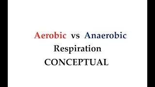 Aerobic vs anaerobic Respiration (#12)