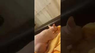 Sphynx cat named Semen. Very gentle !!!❤❤❤