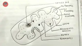 Mitochondria drawing | mitochondria labels || Mitochondria pencil labelling