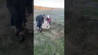 Incredible sheep rescue!