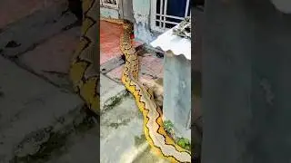 A GIANT Python CRAWLED UP TO THEM AND HERE'S WHAT HAPPENED NEXT! 