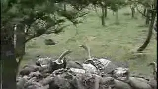Vultures eating