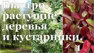 Как 