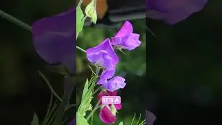 David Domoney: Sweet Peas an Annual favorite