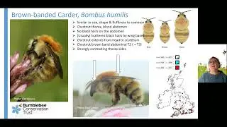 ID training: An introduction to the Ginger Carder bumblebees with Clare Flynn