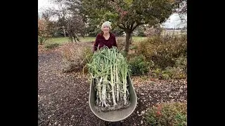 Harvest & Store Leeks: Everyone Can Grow a Garden (2021) #42