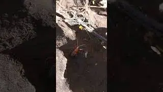 OLHA O BICHO: DESVENDANDO MISTERIOSO INSETO