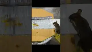 Homemade Mouse Trap Bucket -  Humane mousetrap Rat Trap Mice Trap #shorts #bucketmousetrap