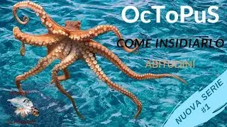 FISHING at the OCTOPUS (ABITUDES and TECHNIQUES) # 1