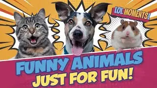 Funny Animals Just for Fun – The Ultimate Laugh-Out-Loud Compilation 🐶🐱🤣 #FunnyAnimals #AnimalVideos