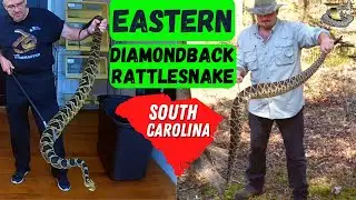 The MONSTER Rattlesnake I Never Expected to See